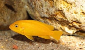 Metriaclima sp. 'msobo' Magunga